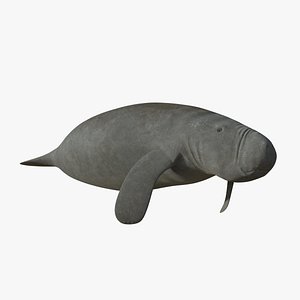 West Indian manatee (lowpoly)