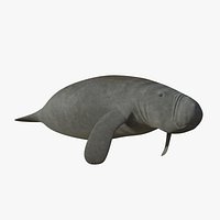 West Indian manatee (lowpoly)