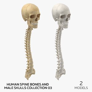 3D Human Spine Bones and Male Skulls Collection 03 - 2 models