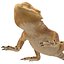 bearded dragon 3ds