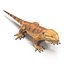 bearded dragon 3ds