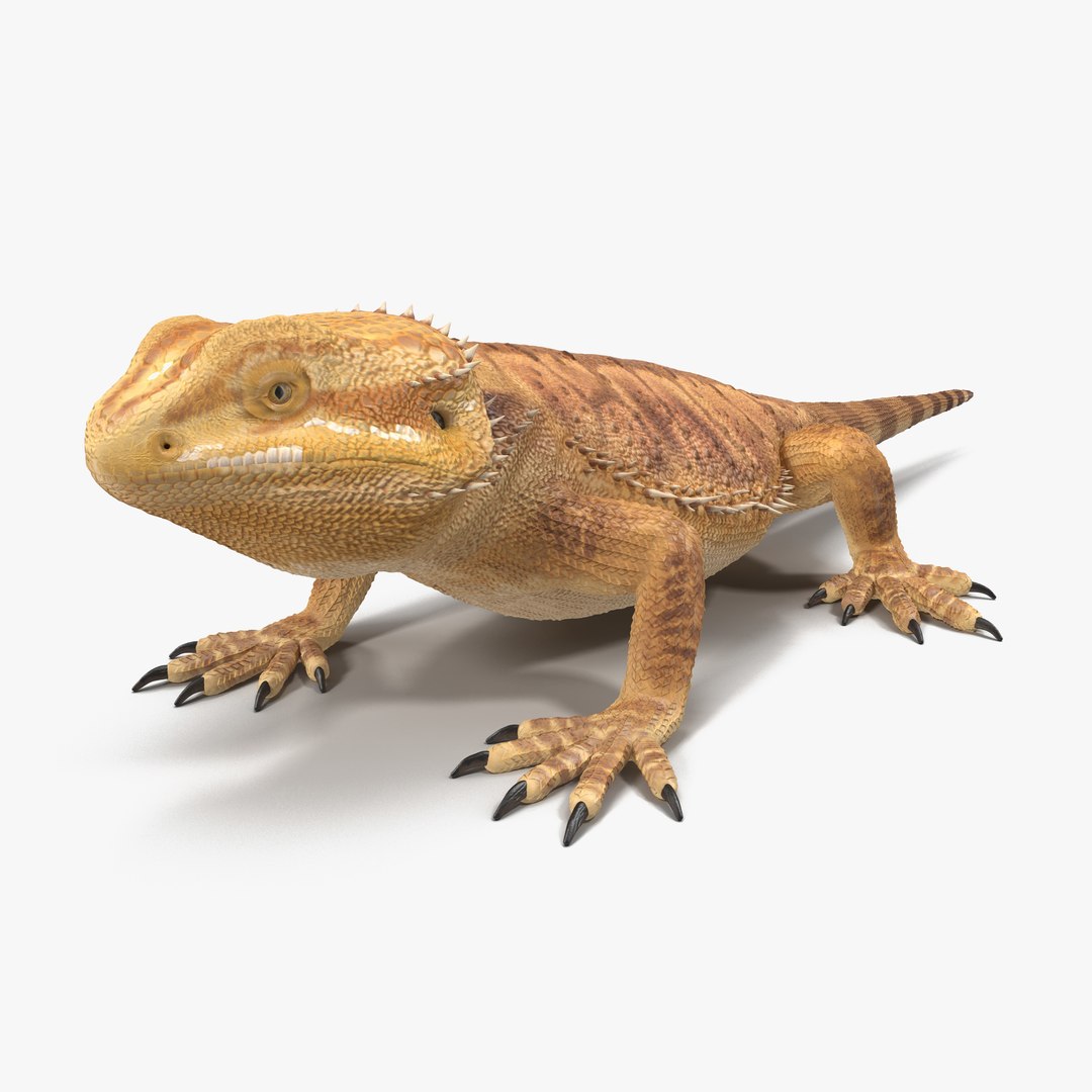 Central Bearded Dragon 3D model preview