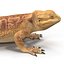 bearded dragon 3ds