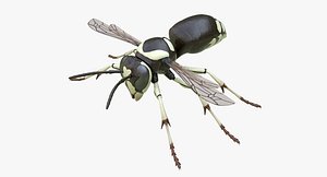 bald faced hornet 3D model