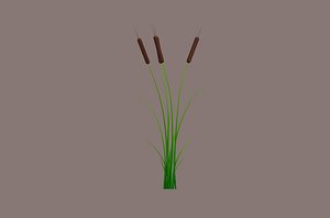 Cattail