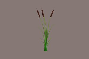 Cattail