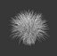 Miscanthus sinesis gracillimus - herbe cinese