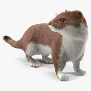 Mustela Erminea Brown Lifelike Pose Fur