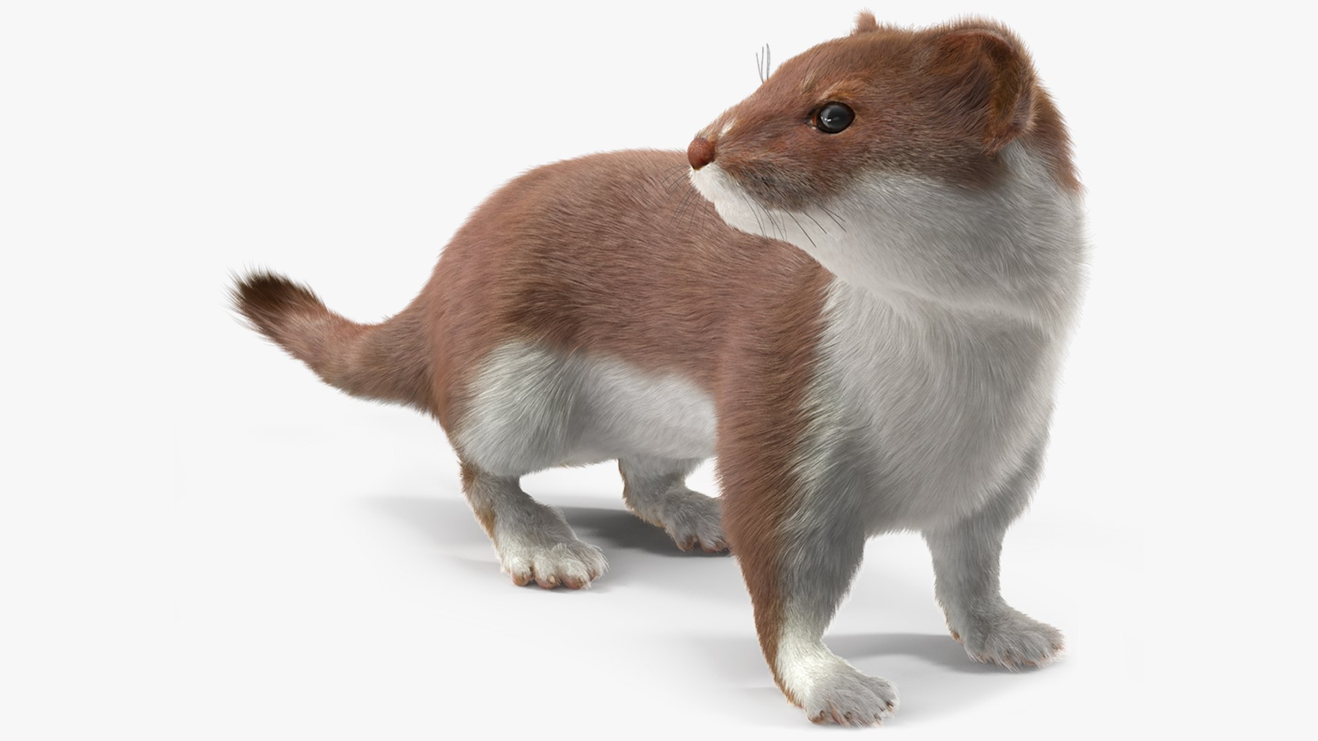 Mustela Erminea Brown Lifelike Pose Fur 3D model preview