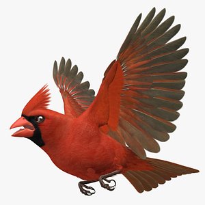 3d model cardinalis northern cardinal male rigged