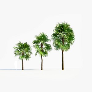 Cryosophila a model