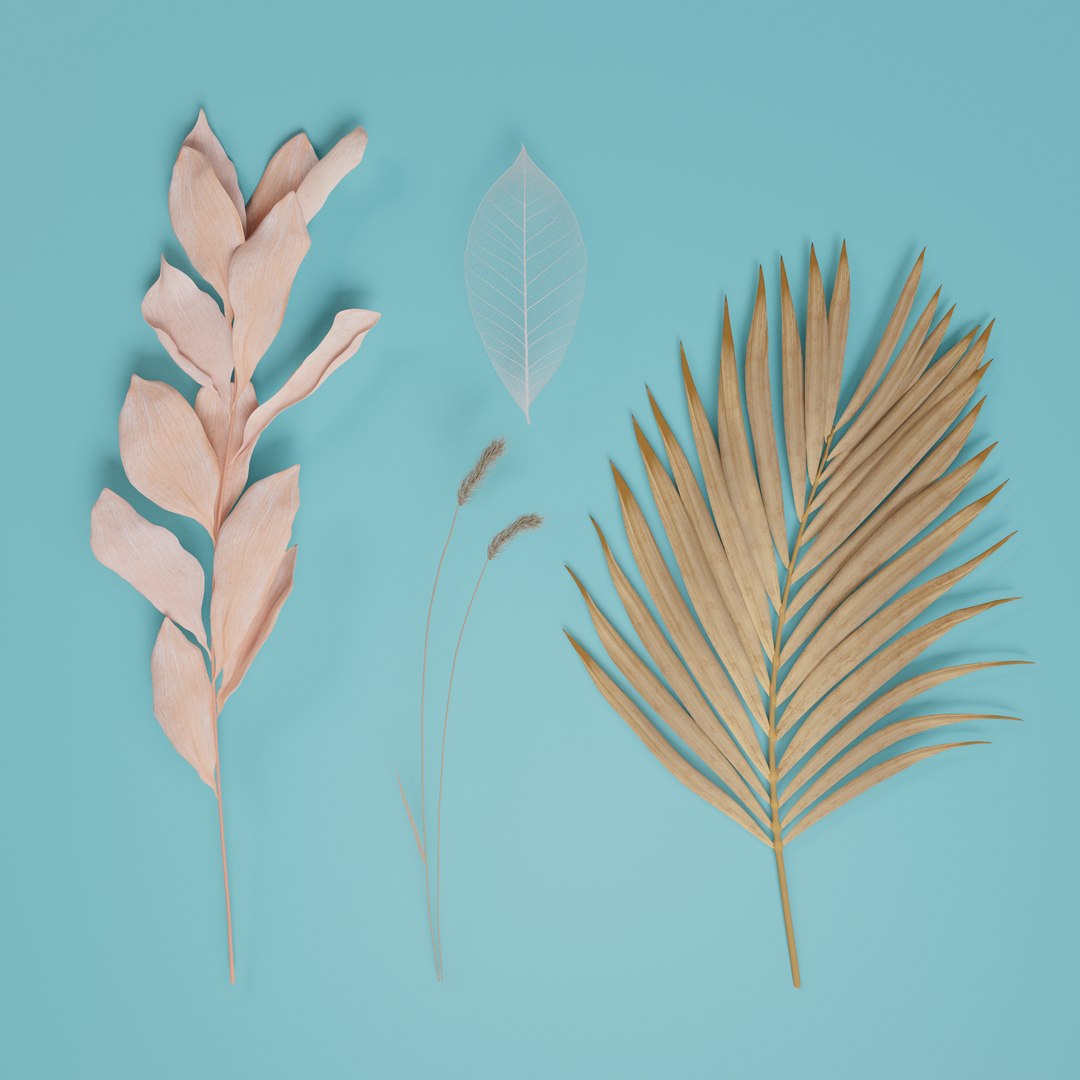 Dried Botanical Set 3D Model - TurboSquid 2394995