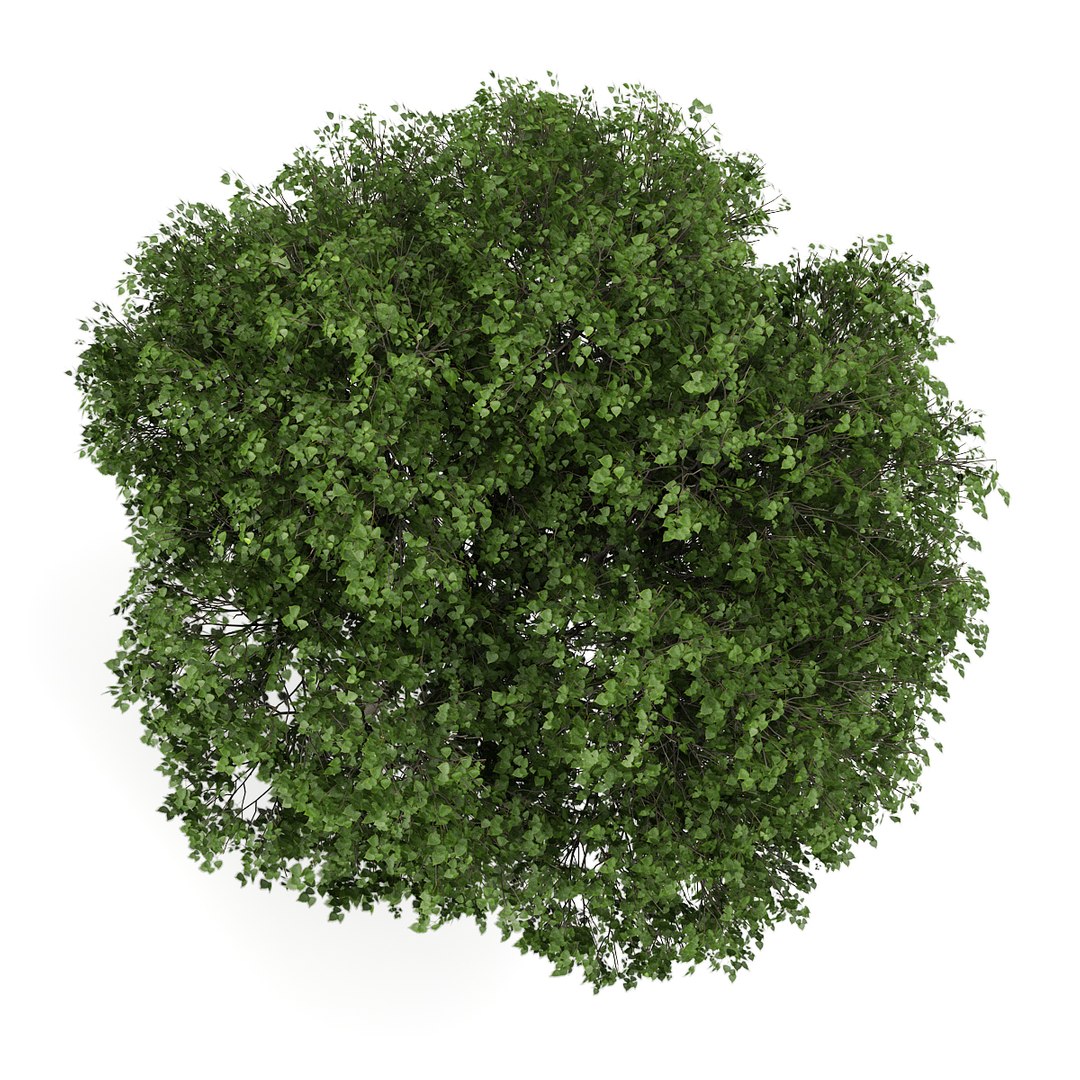 small leaved lime 3d c4d