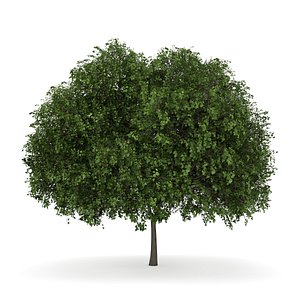 small leaved lime 3d c4d