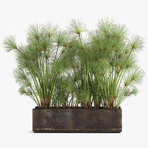 3D model Cyperus papyrus in a rust pot for the interior 1049