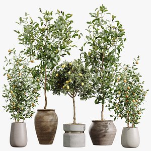 AV Indoor plants set 214 Briful Pachira Aquatica and Citrus Fruit Bonsai China Orange Tree and Fruit