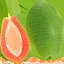 Half Papaya Fruit Green