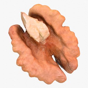 Walnut half kernel 01 high-poly 3D model