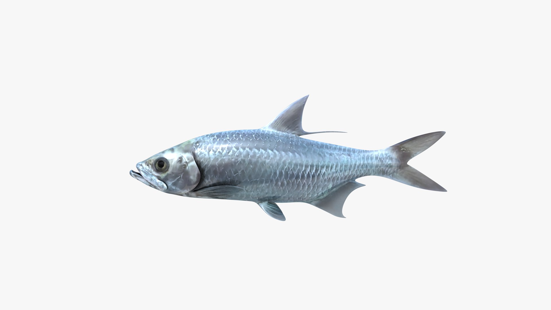 Tarpons Set 3D model https://p.turbosquid.com/ts-thumb/8p/cglnuF/0V/indopacific_tarpon_megalops_cyprinoides_fish_3d_model_by_andreas_piel_006/png/1770983732/1920x1080/fit_q87/a2fe1291f87348e0c322631763379e8d7eb24e1a/indopacific_tarpon_megalops_cyprinoides_fish_3d_model_by_andreas_piel_006.jpg