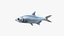 Tarpons Set