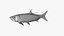 Tarpons Set