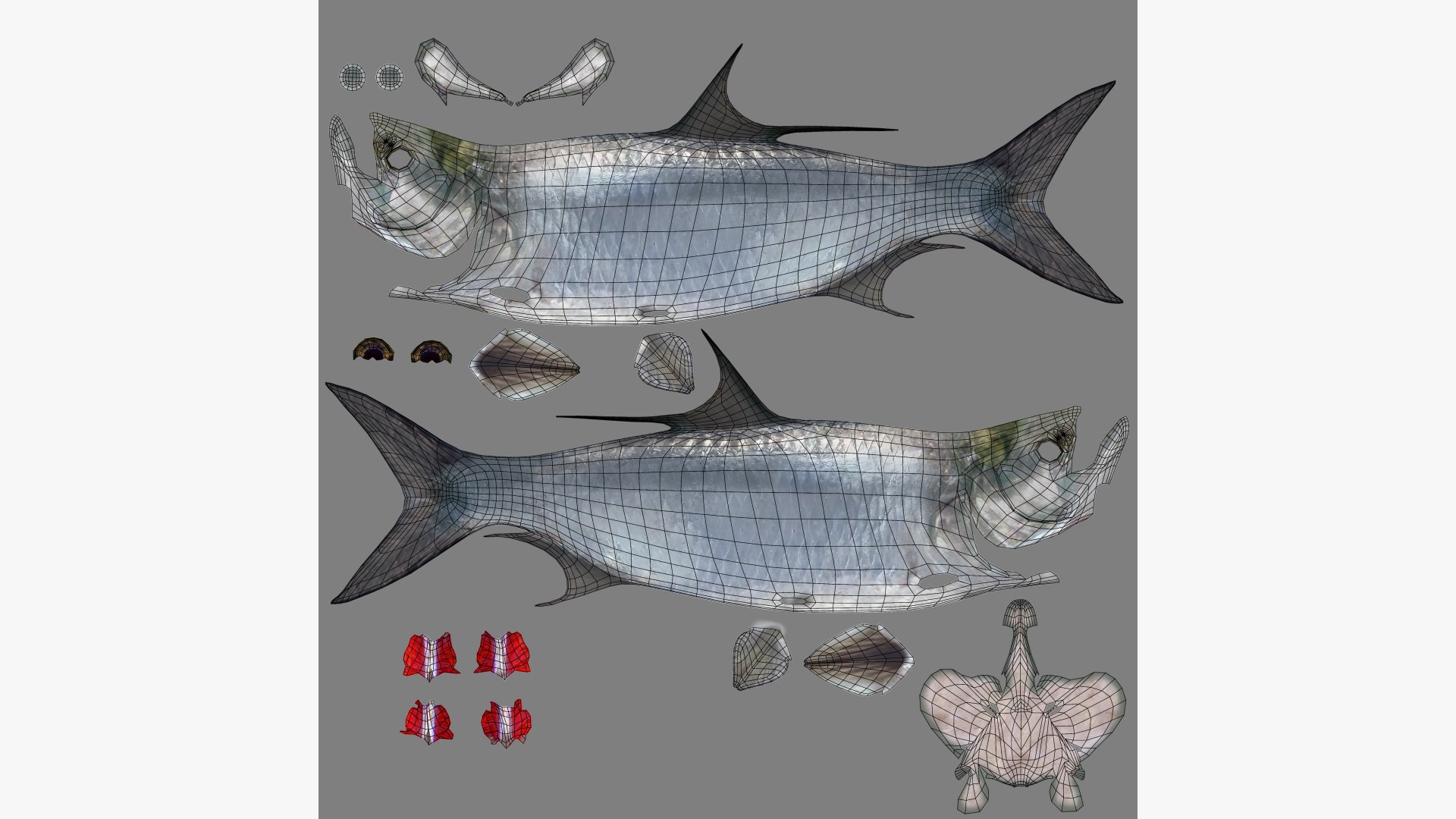 Tarpons Set 3D model https://p.turbosquid.com/ts-thumb/8p/cglnuF/7D/atlantic_tarpon_megalops_atlanticus_fish_3d_model_by_andreas_piel_uv_map/png/1770936489/1920x1080/fit_q87/fe823993f7cf402bc498f638d9e8c960d3ba8bda/atlantic_tarpon_megalops_atlanticus_fish_3d_model_by_andreas_piel_uv_map.jpg