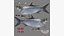 Tarpons Set