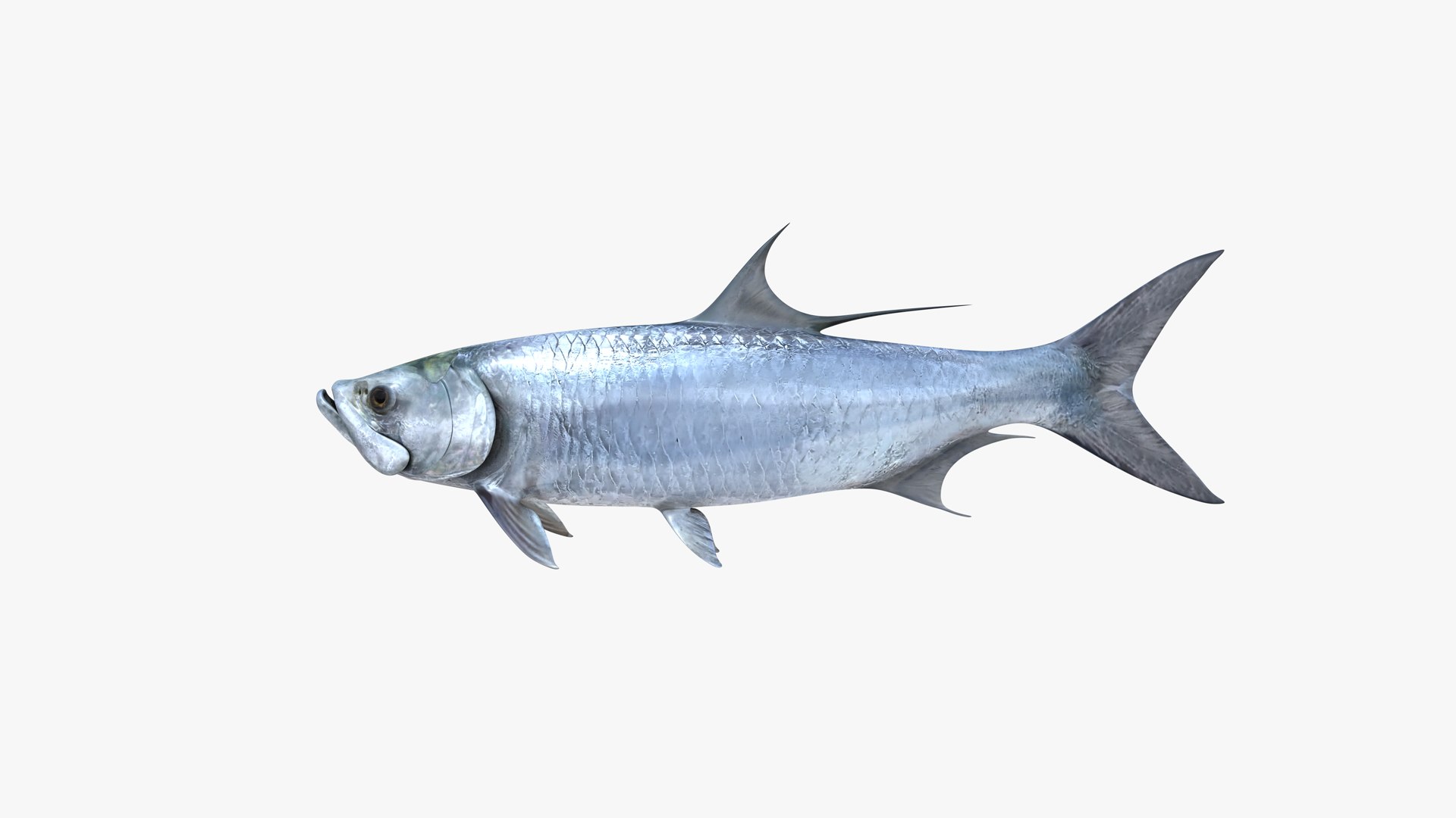 Tarpons Set 3D model https://p.turbosquid.com/ts-thumb/8p/cglnuF/9N/atlantic_tarpon_megalops_atlanticus_fish_3d_model_by_andreas_piel_007/png/1770936487/1920x1080/fit_q87/06ab4722c8a8989e9af2780d14e5e59363ffd8b9/atlantic_tarpon_megalops_atlanticus_fish_3d_model_by_andreas_piel_007.jpg