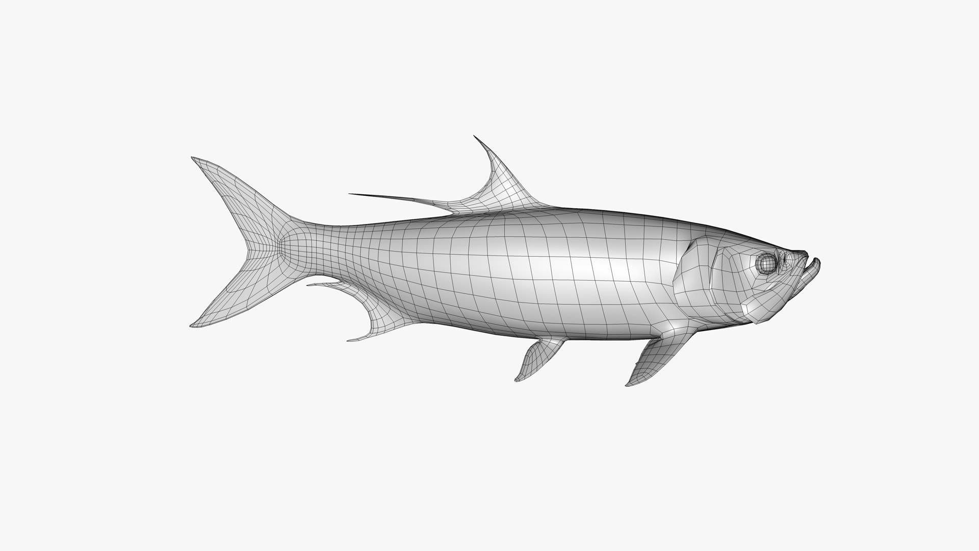Tarpons Set 3D model https://p.turbosquid.com/ts-thumb/8p/cglnuF/B2/atlantic_tarpon_megalops_atlanticus_fish_3d_model_by_andreas_piel_wireframe_02/png/1770936489/1920x1080/fit_q87/4f9ea81dd757e233765efee1791157d728f14cb6/atlantic_tarpon_megalops_atlanticus_fish_3d_model_by_andreas_piel_wireframe_02.jpg