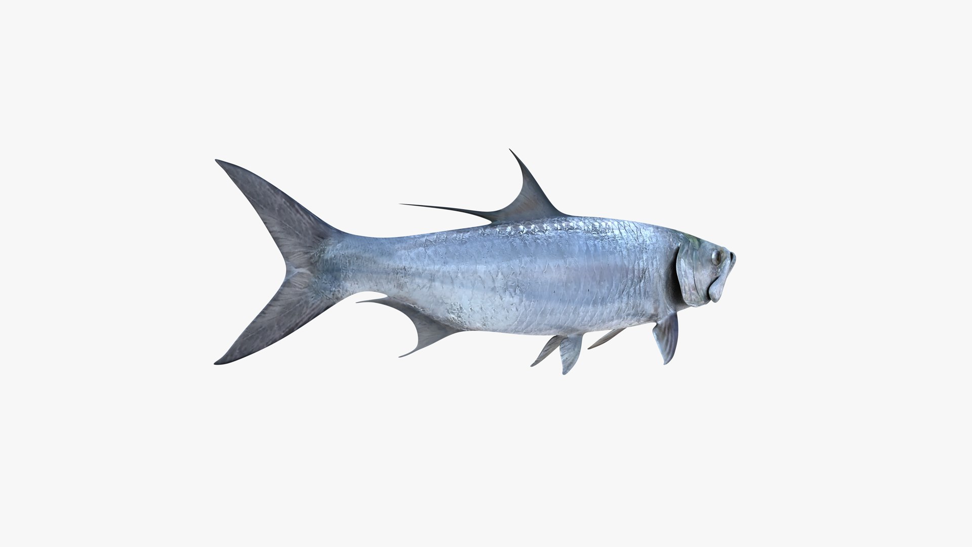 Tarpons Set 3D model https://p.turbosquid.com/ts-thumb/8p/cglnuF/RA/atlantic_tarpon_megalops_atlanticus_fish_3d_model_by_andreas_piel_005/png/1770936485/1920x1080/fit_q87/8b80f8a5b077623ac9c8a7a285793924ab682e55/atlantic_tarpon_megalops_atlanticus_fish_3d_model_by_andreas_piel_005.jpg