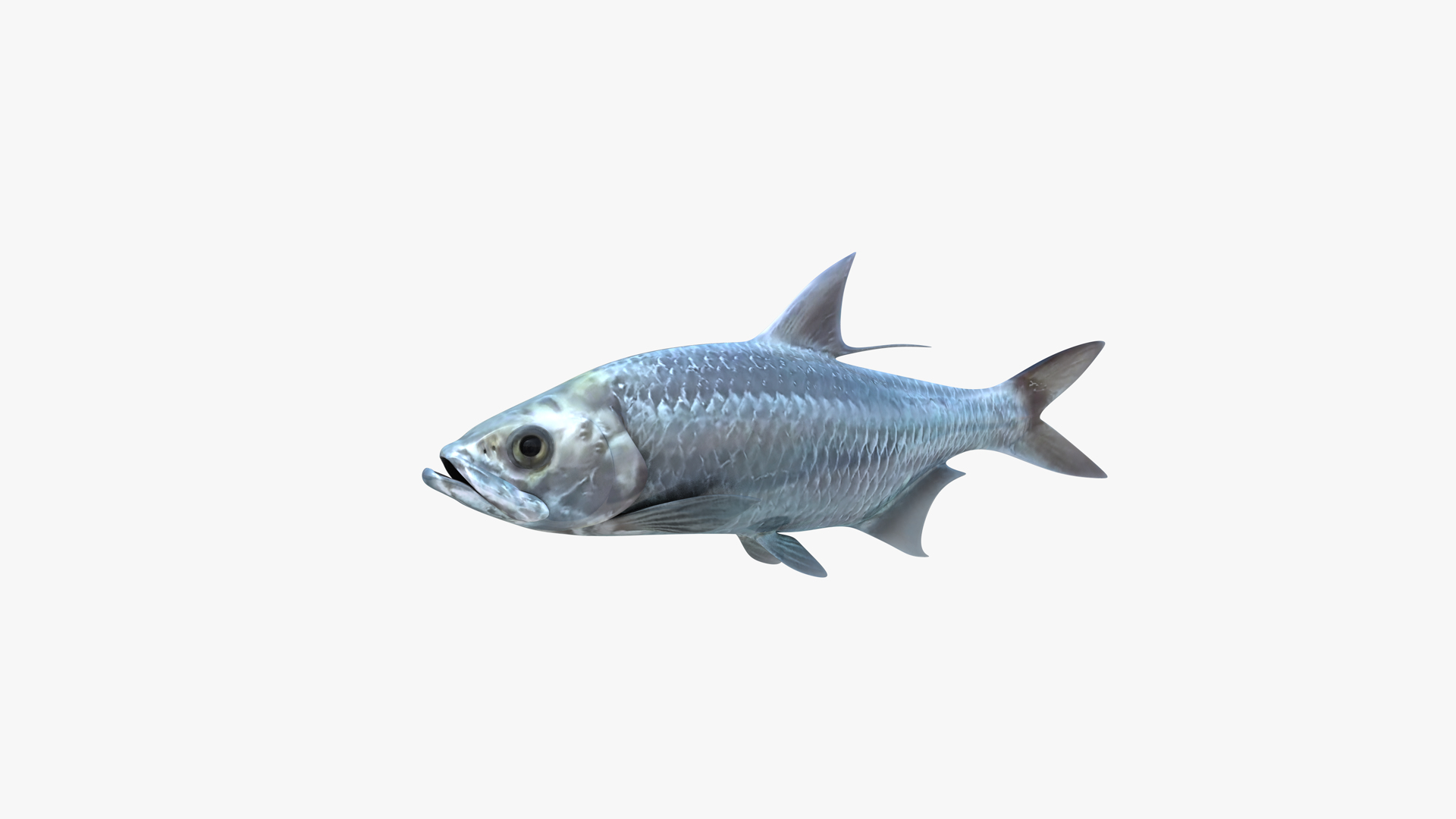 Tarpons Set 3D model https://p.turbosquid.com/ts-thumb/8p/cglnuF/YK/0000/png/1770983668/1920x1080/turn_fit_q99/eb6784058976832c6687bbe6137950366d3bac21/0000-1.jpg