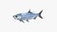 Tarpons Set