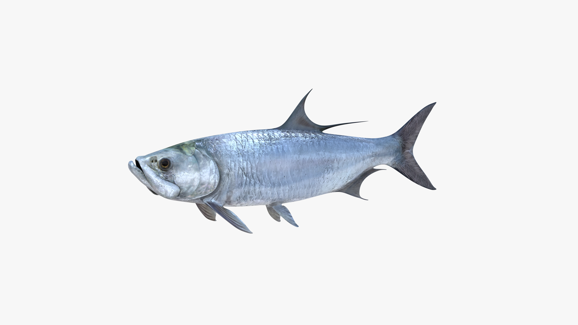 Tarpons Set 3D model https://p.turbosquid.com/ts-thumb/8p/cglnuF/iD/0000/png/1770982878/1920x1080/turn_fit_q99/cf125d39f2d57d672621cdb956066181beba528b/0000-1.jpg