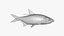 Tarpons Set