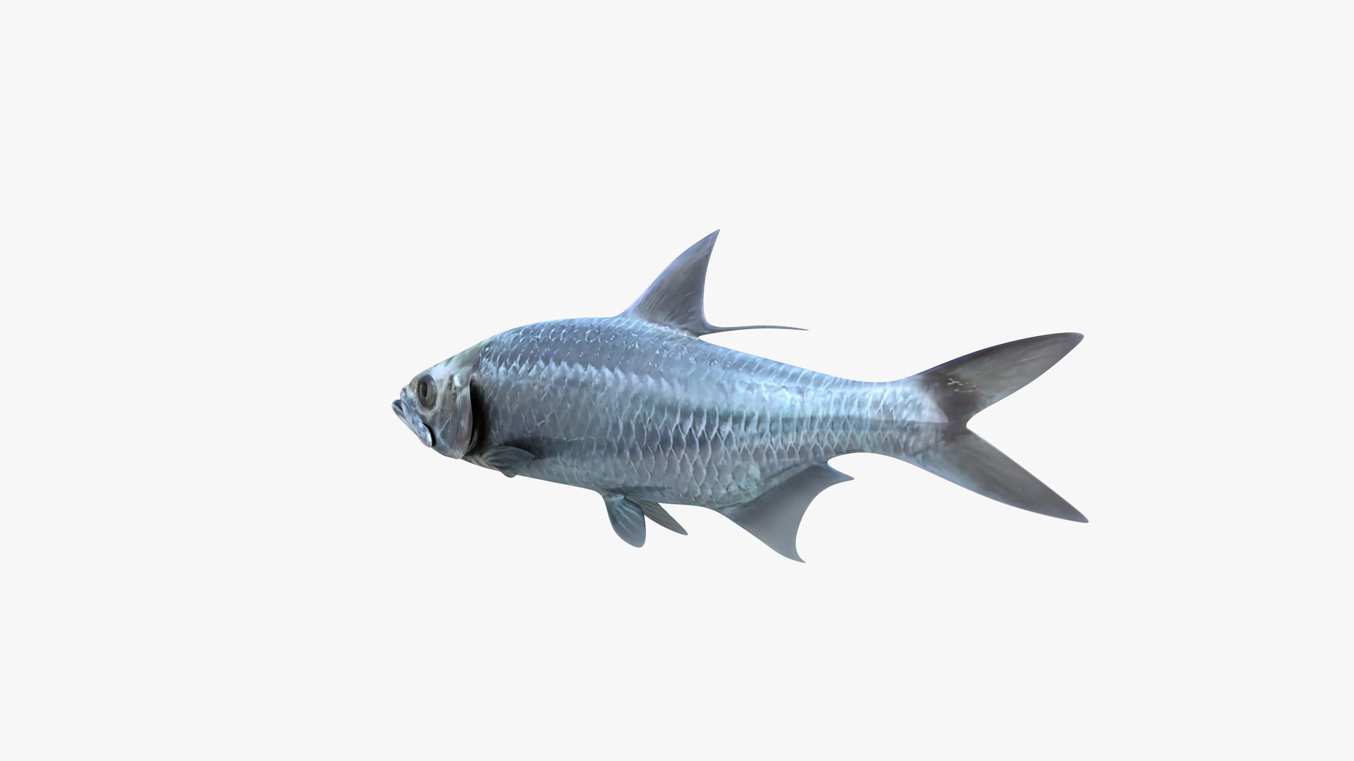Tarpons Set 3D model https://p.turbosquid.com/ts-thumb/8p/cglnuF/sp/indopacific_tarpon_megalops_cyprinoides_fish_3d_model_by_andreas_piel_005/png/1770983729/1920x1080/fit_q87/5cf1a2bd9580d0e62395de833bda00bcc1e7913c/indopacific_tarpon_megalops_cyprinoides_fish_3d_model_by_andreas_piel_005.jpg