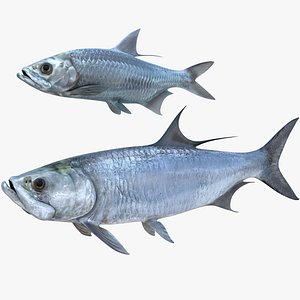 Tarpons Set 3D model