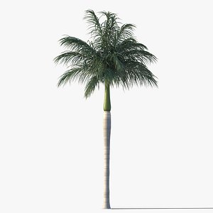 royal palm tree max