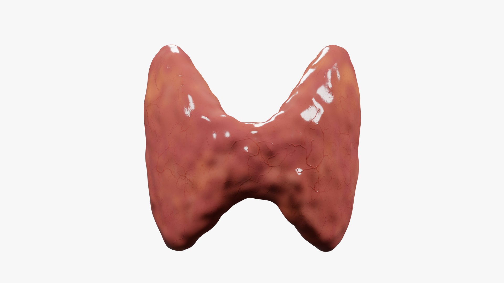 3D Thyroid Gland - TurboSquid 1876303