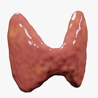 Thyroid gland