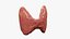 3D Thyroid gland
