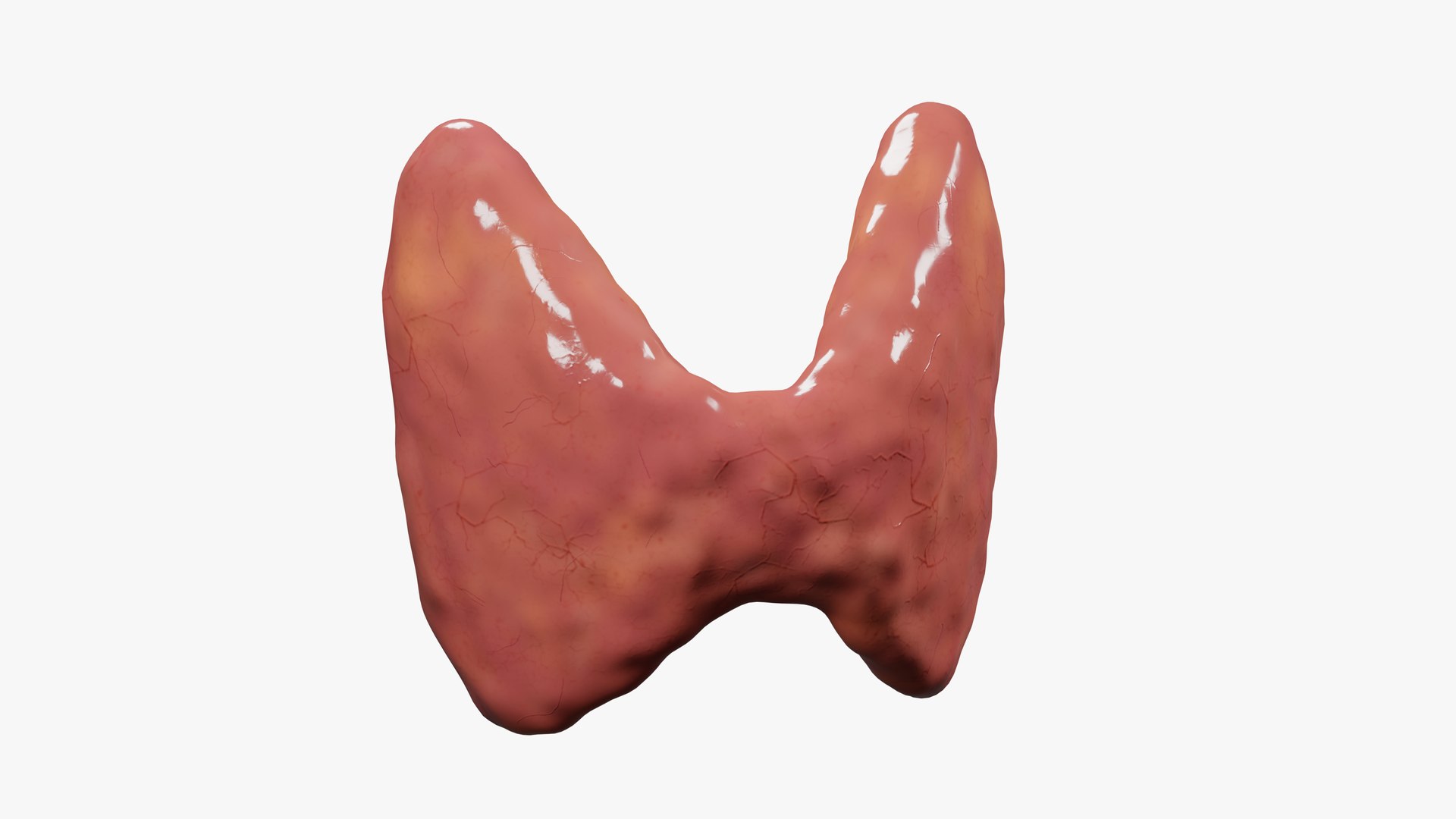3D Thyroid gland https://p.turbosquid.com/ts-thumb/8p/nV3Uy9/r9/01/png/1648741887/1920x1080/fit_q87/b7c2933c65465552fb66406ecd853d5123b846e8/01.jpg