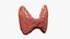 3D Thyroid gland