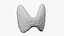 3D Thyroid gland