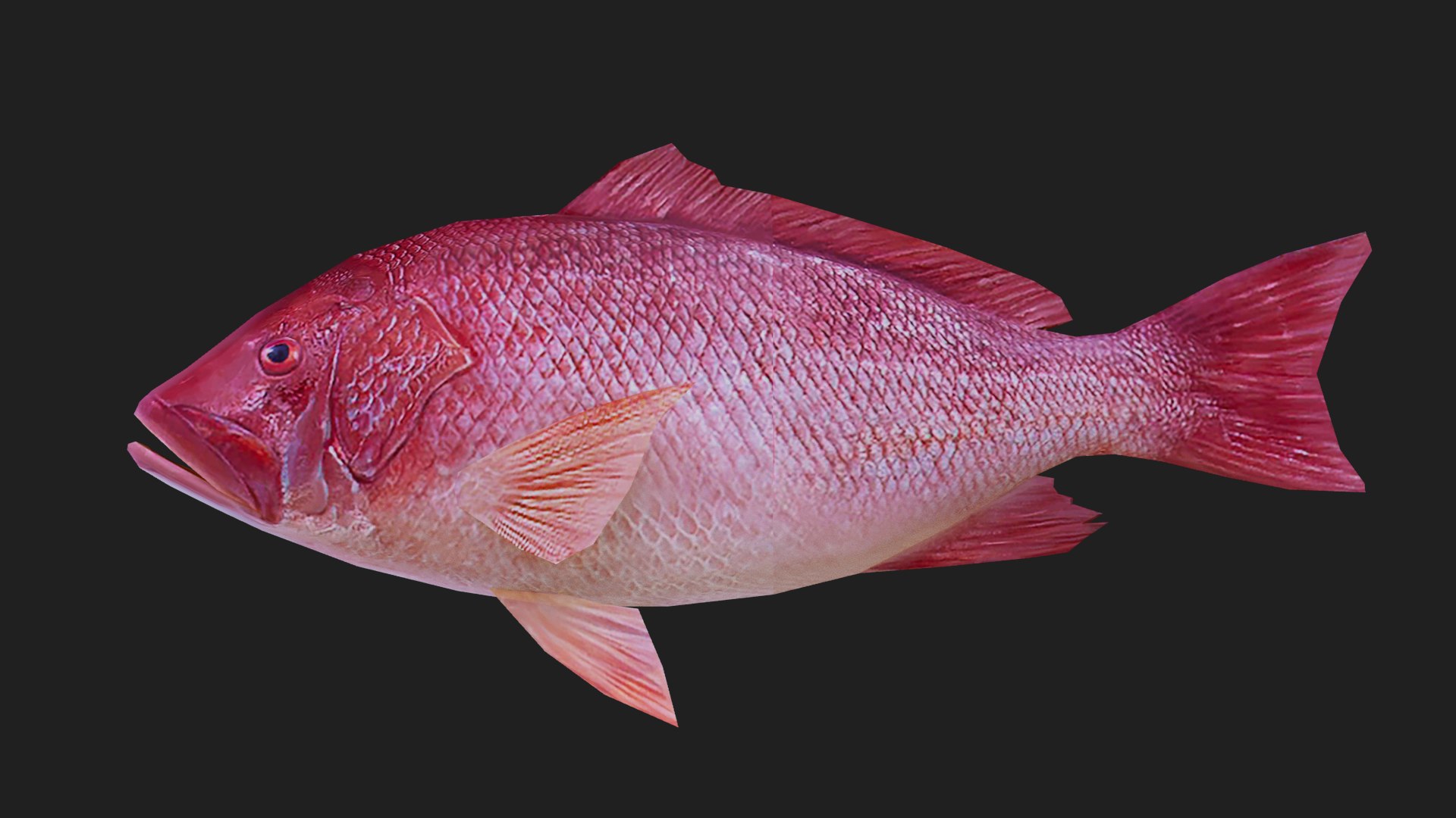 Snapper 3D Model - TurboSquid 2119713