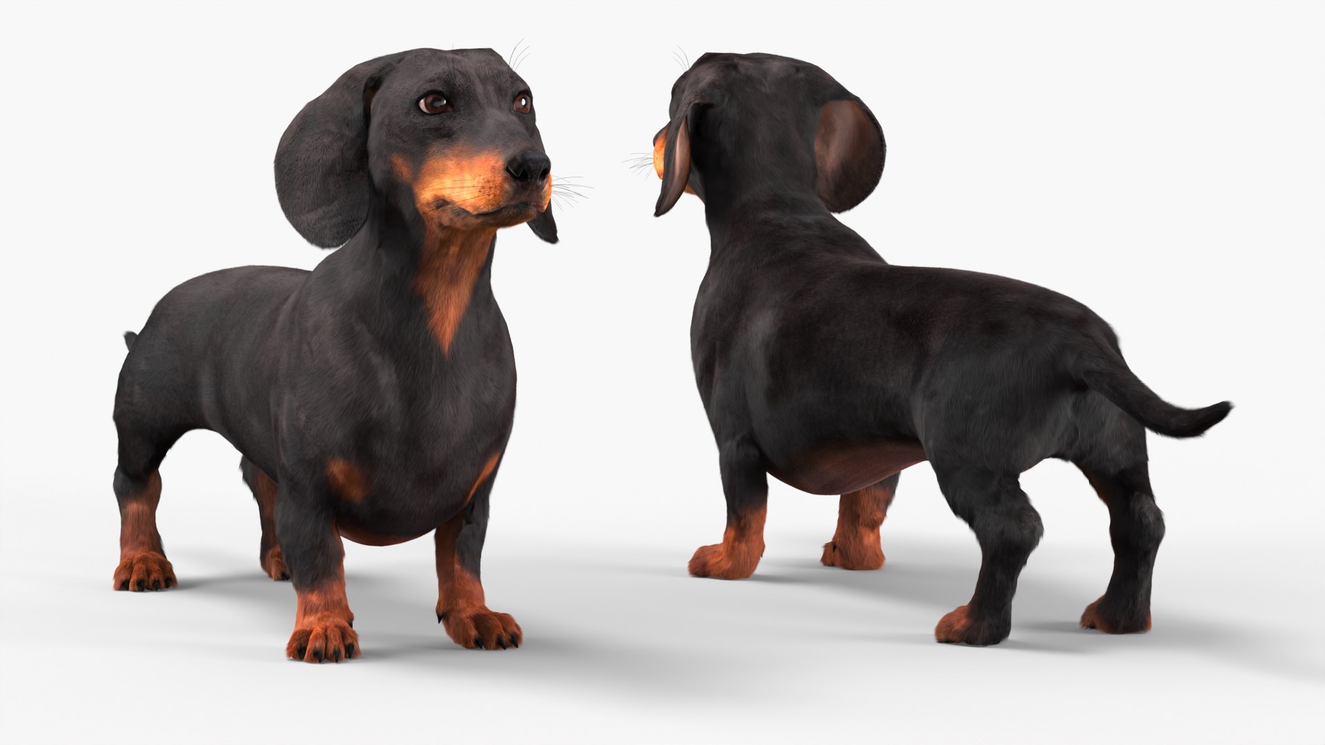 Smooth-Haired Dachshund Dog Black Fur for Maya 3D model preview
