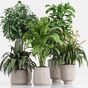 indoor plants set 021 3D model