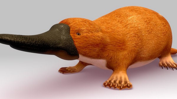 3D модель Ornithorhynchus - TurboSquid 677784