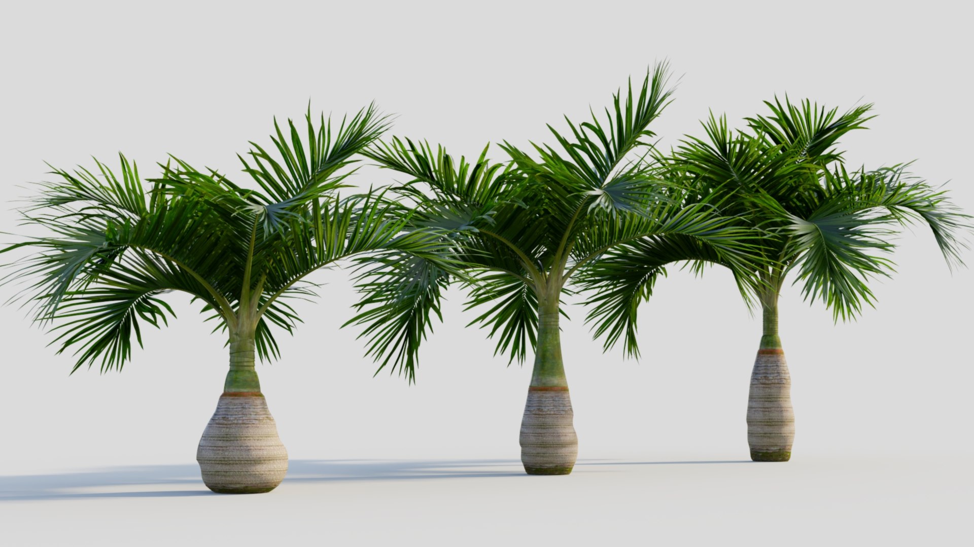 3D model Hyophorbe lagenicaulis a https://p.turbosquid.com/ts-thumb/8q/L9Jvso/9T/hyophorbelagenicaulisa_5/jpg/1713688077/1920x1080/fit_q87/82a4044bc1cb6a00ca78da2445d51bafda662e22/hyophorbelagenicaulisa_5.jpg
