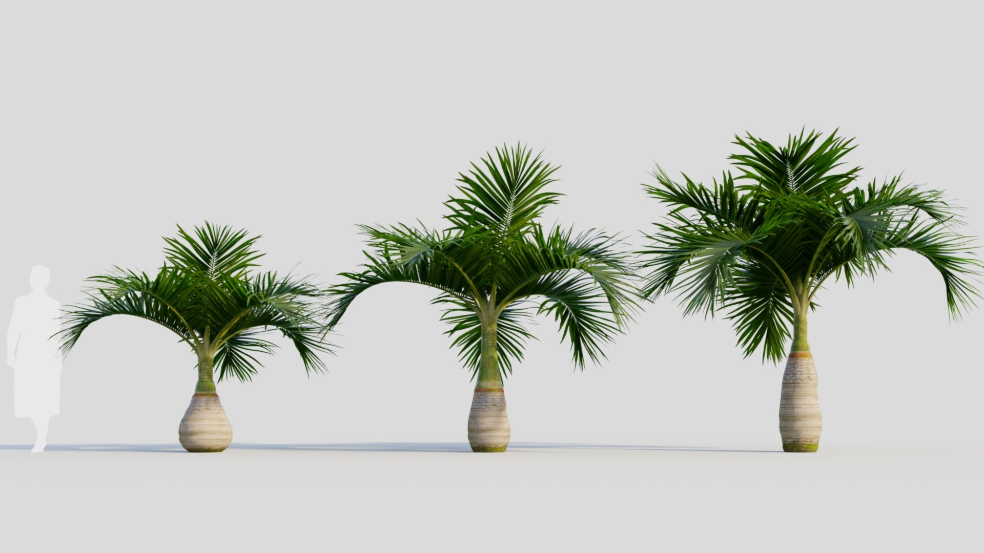 3D model Hyophorbe lagenicaulis a https://p.turbosquid.com/ts-thumb/8q/L9Jvso/DZ/hyophorbelagenicaulisa_1/jpg/1713688047/1920x1080/fit_q87/8ebfde01b2acb06e8cd984b965447cba16c55d97/hyophorbelagenicaulisa_1.jpg