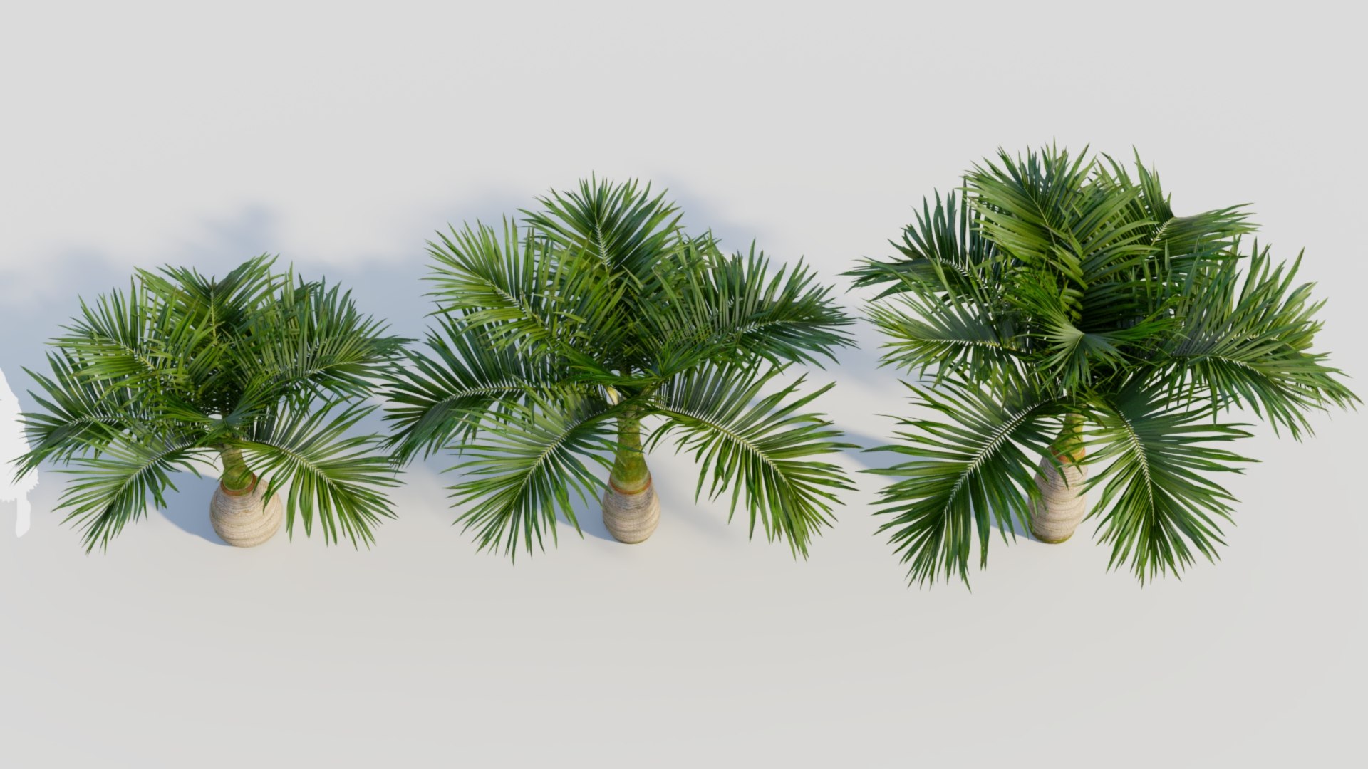 3D model Hyophorbe lagenicaulis a https://p.turbosquid.com/ts-thumb/8q/L9Jvso/J3/hyophorbelagenicaulisa_4/jpg/1713688072/1920x1080/fit_q87/857434daa0a30758e45bc3e8ca596c904601c13d/hyophorbelagenicaulisa_4.jpg